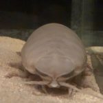 オオグソクムシ